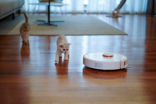 clean-your-house-after-tapeworms
