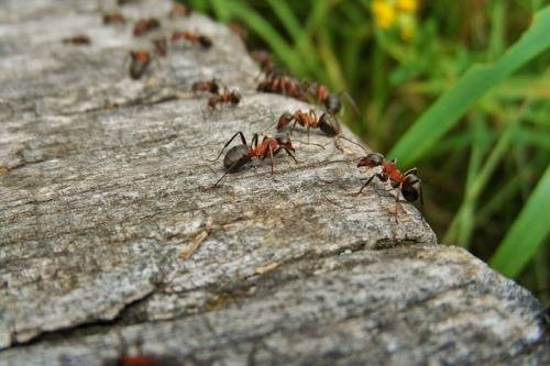 are-ants-clean