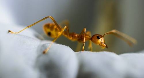 Why-do-ants-come-in-a-clean-house