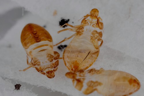 does-uv-light-kill-bed-bugs