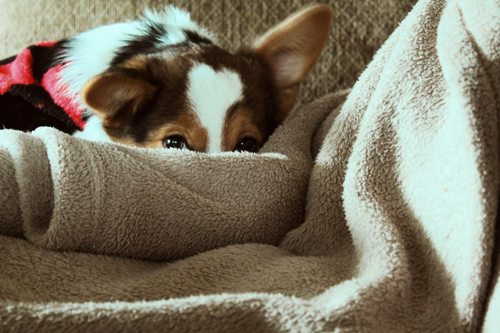 how-to-clean-sherpa-blanket