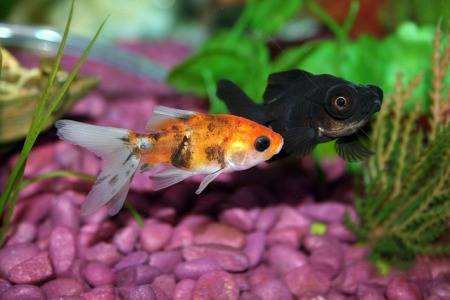 clean-fish-tank-gravel-without-a-vacuum