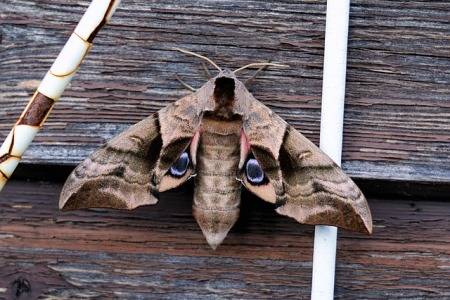get-rid-of-moths-in-garage