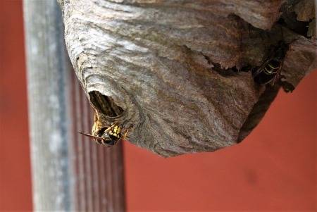 how-to-keep-wasps-away-from-garage