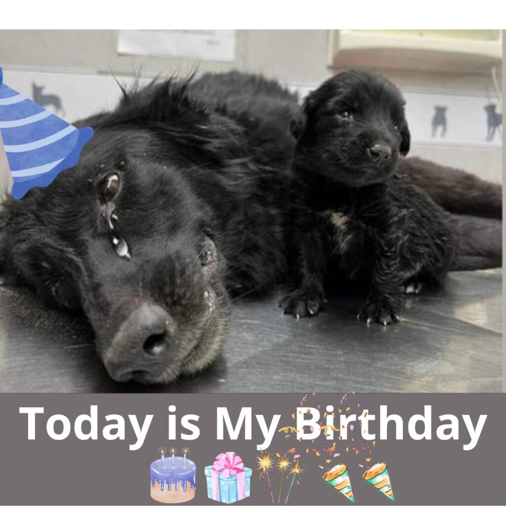 Today is Her Birthday: A Birthday Wish for a Lonely Dog