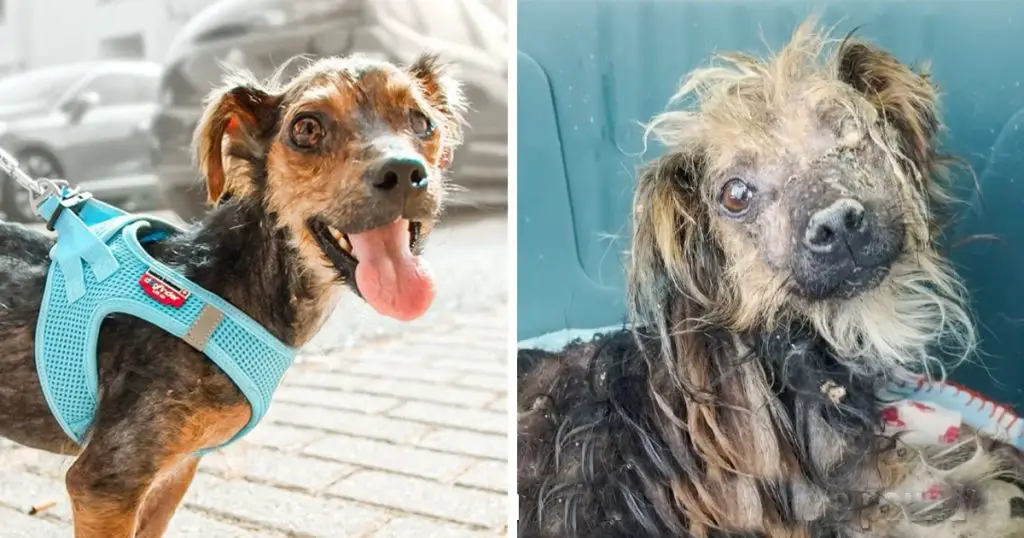 Survival Tales: A Scared Puppy’s Brush with Death and the Miracle that Followed 🐶🌟