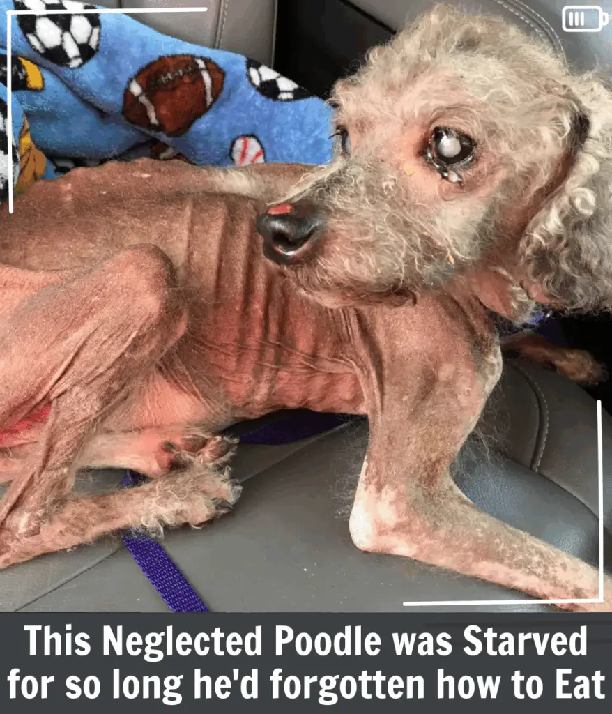 From Starvation to Survival: Beni’s Heartbreaking Journey Back to Life. p4