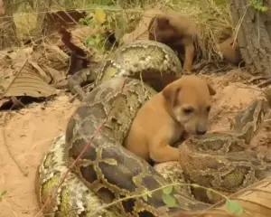 how we mastered the mission to rescue mother horse... Pint-Sized Hero: A Rescue to Remember as Courageous Puppy's Cry Thwarts ...