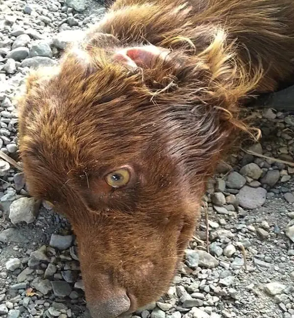 Bound for Hope: The Resilient Journey of a Dog Cruelly Tied in a ...