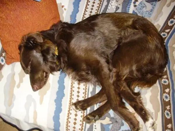 Bound for Hope: The Resilient Journey of a Dog Cruelly Tied in a ...