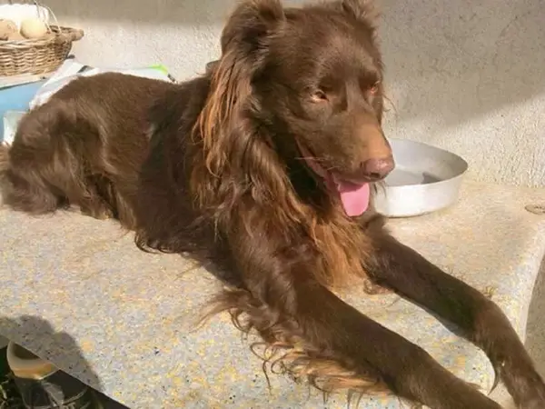 Bound for Hope: The Resilient Journey of a Dog Cruelly Tied in a ...