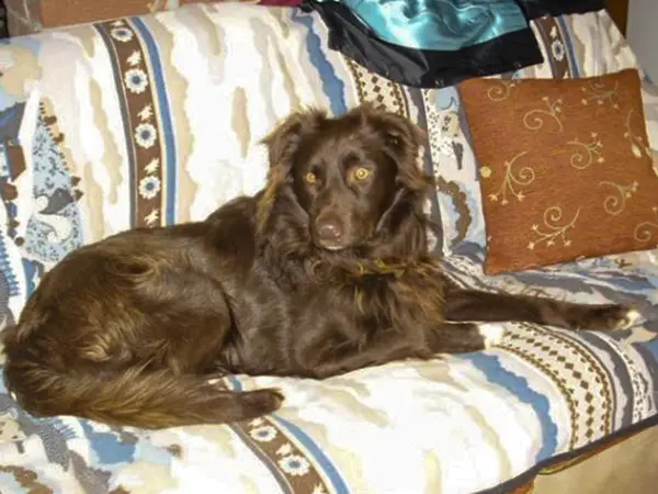 Bound for Hope: The Resilient Journey of a Dog Cruelly Tied in a ...