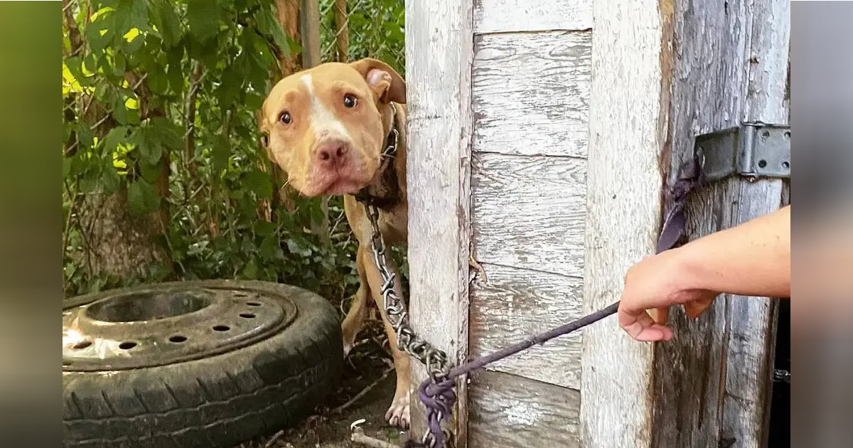 Breaking Chains: A Neglected Dog in an Abandoned Backyard Overwhelmed ...