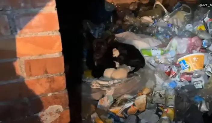 Surviving with Love: The Incredible Struggle of a Stray Mother Dog ...