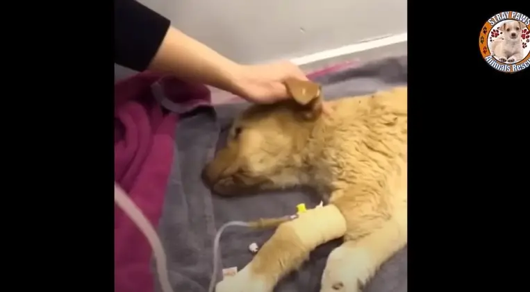 world of dogs - the antelope calf let out a muffled... The small puppy cried for help after being abandoned in the forest and ...