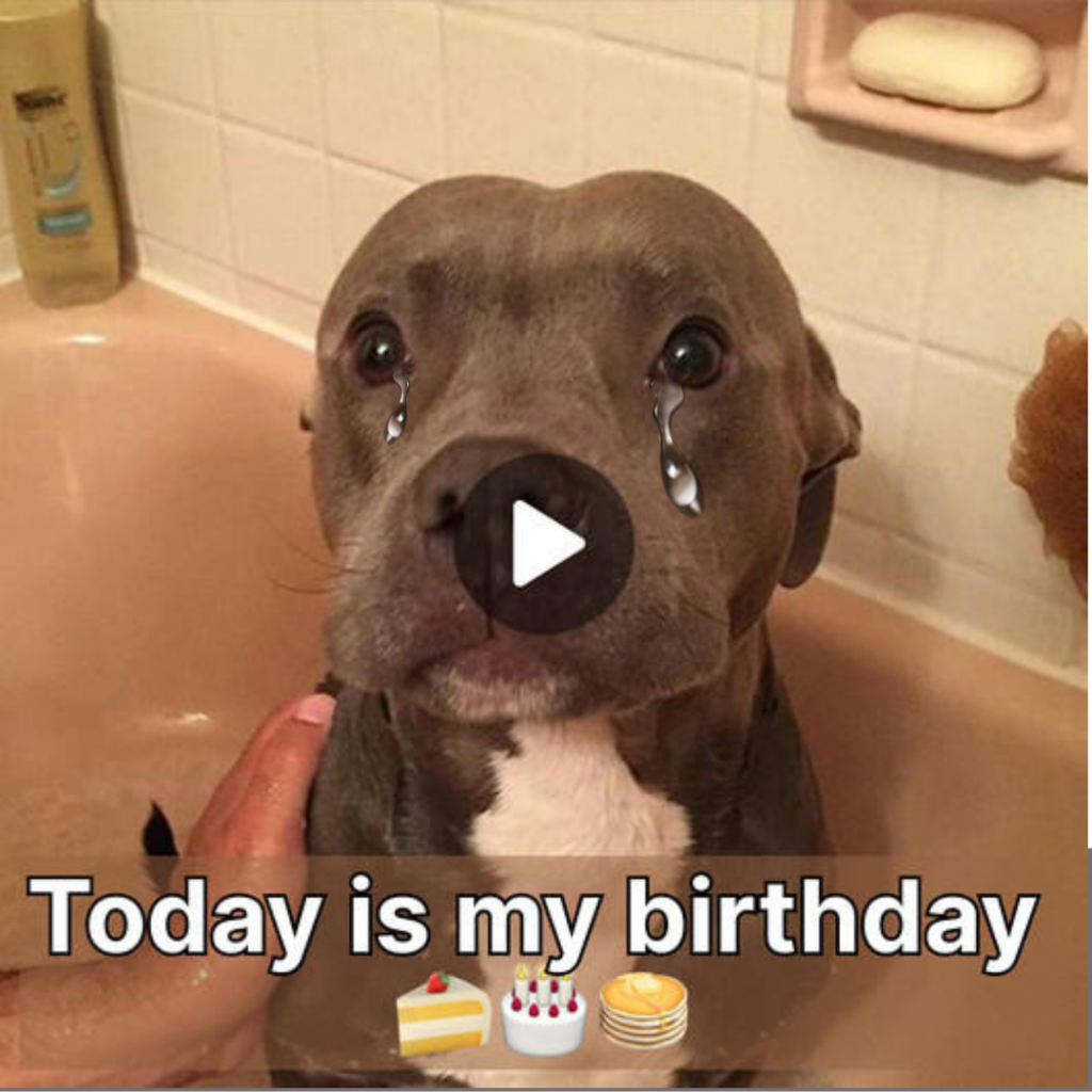 A Birthday Wish for a Lonely Pup: Celebrating in Solitude