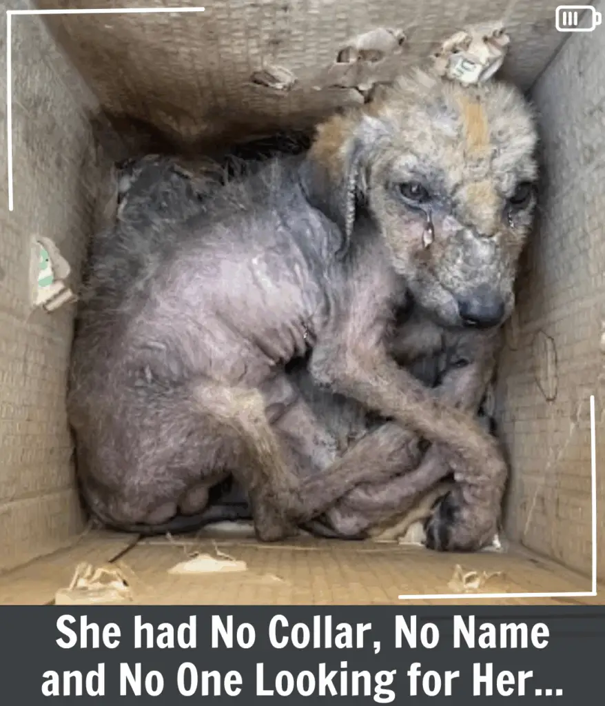 From the Trash to Treasure: The Heartbreaking and Hopeful Journey of Taylor. p4