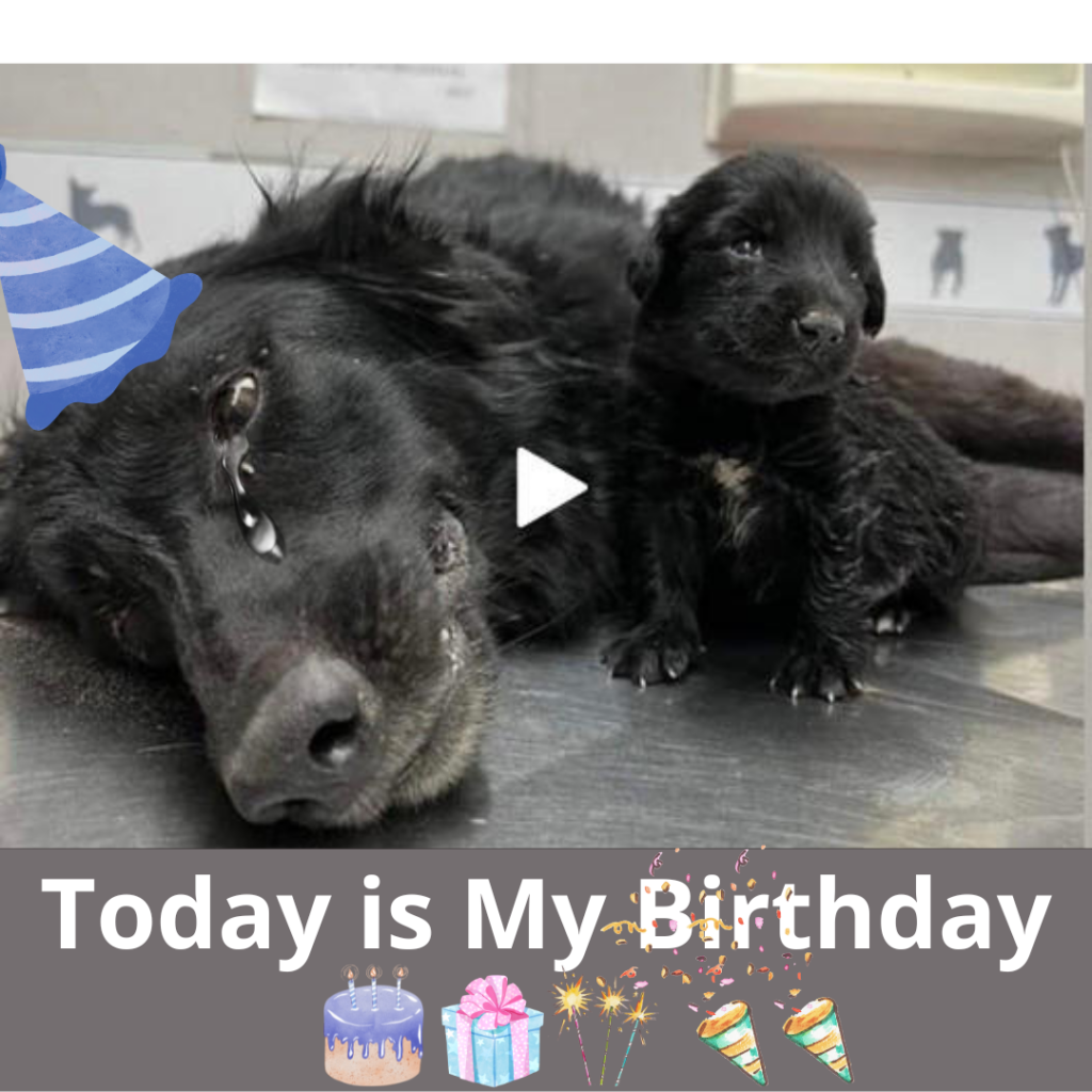 Today is Her Birthday: A Birthday Wish for a Lonely Dog