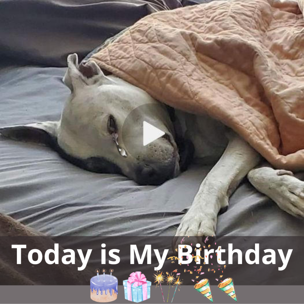 Celebrating the Birthday of a Lonely Dog: A Call for Compassion