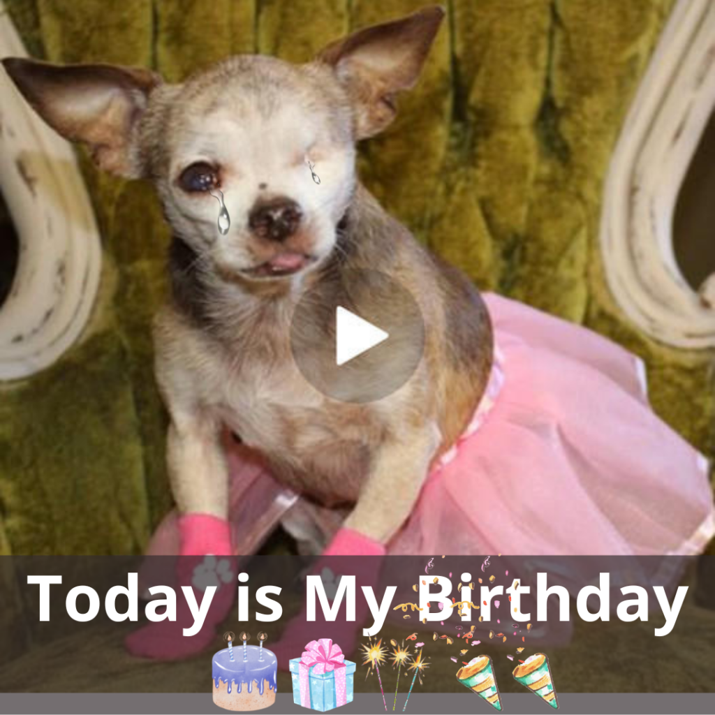 Happy Birthday to Her: Celebrating the Birthday of a Lonely Dog