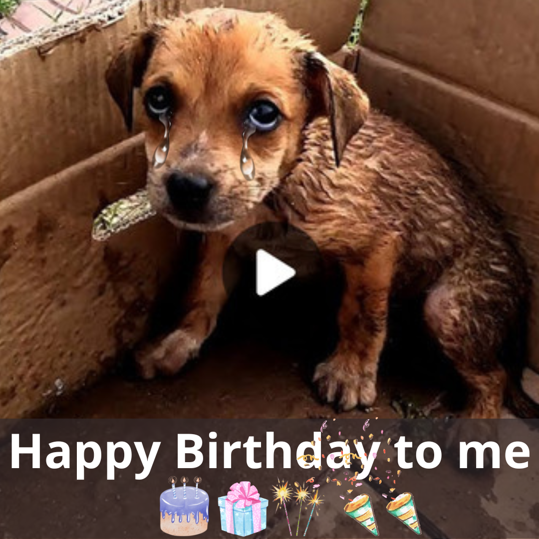 A Rescued Pup's Lonely Birthday: Showering Love and Wishes - Floor ...