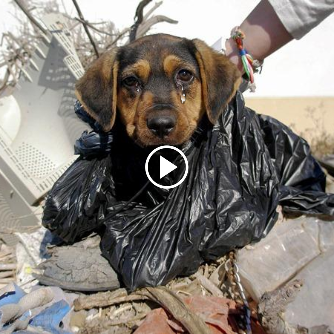 Unleashing Resilience: A Dog’s Unyielding Spirit in the Midst of a ...