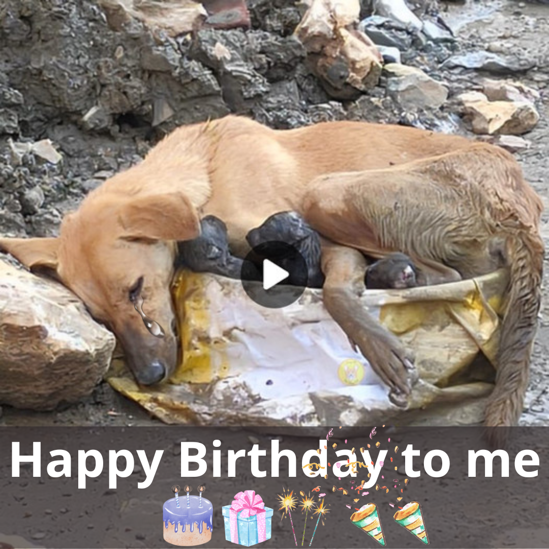 A Mother Dog's Birthday: From Desperation To Hope - Floor Cleaning 