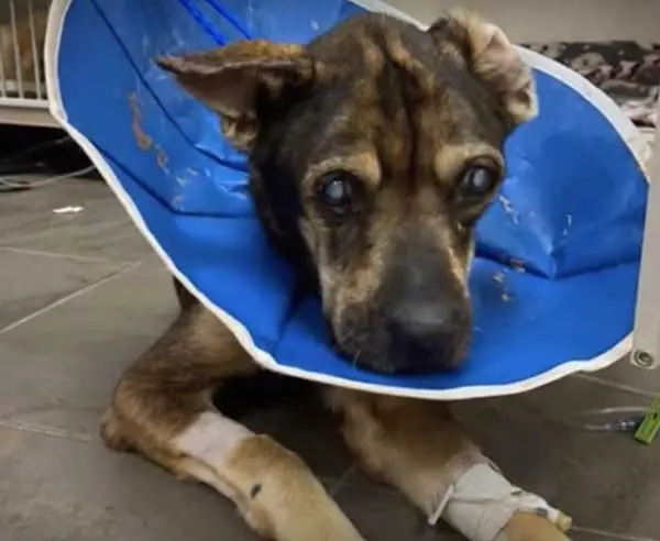 Indomitable Spirit: The Inspiring Journey of a Blind Dog Finding Hope ...