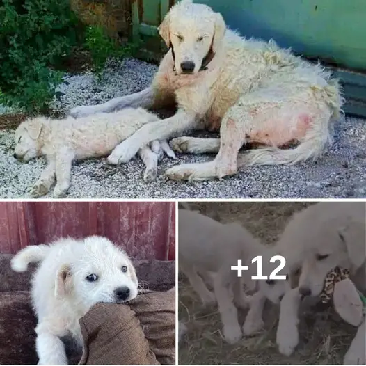 Heart-wrenching Story of a Mother Dog and Her Puppy Discarded Like