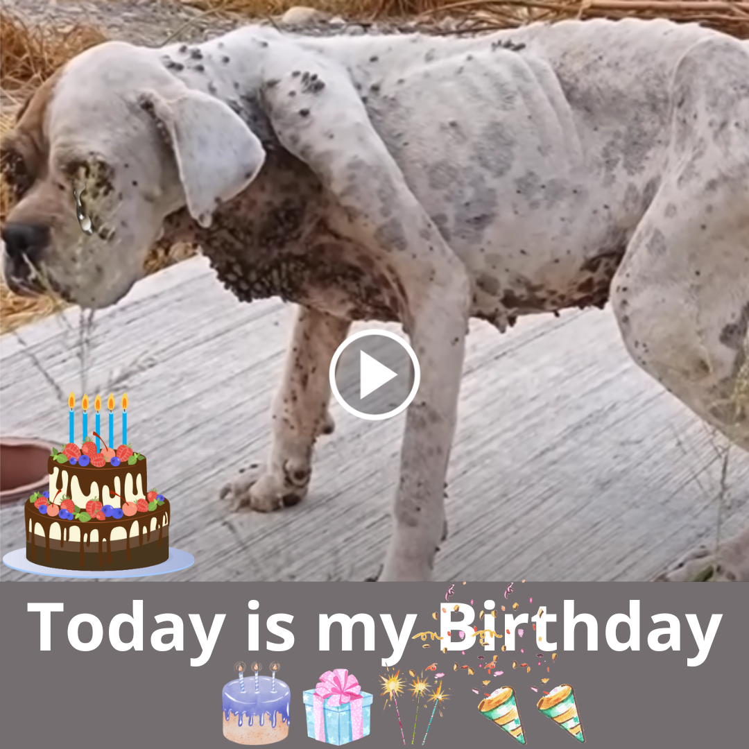 A Birthday of Resilience 2: The Tale of a Dog Abandoned in Agony, Yet ...