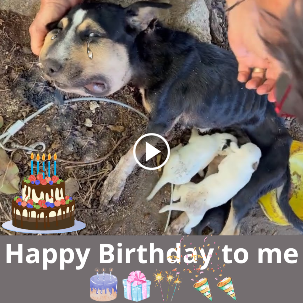 A Birthday Tribute to a Mother Dog Bound to a Tree with Her Pup