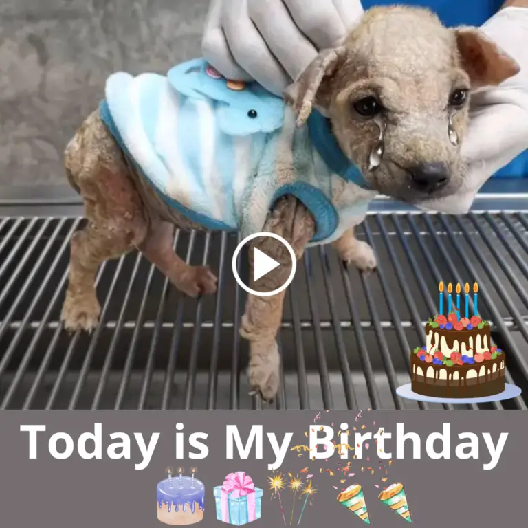 A Touching Birthday Homage To A Hungry, Thirsty, Feeble Dog Discovering 