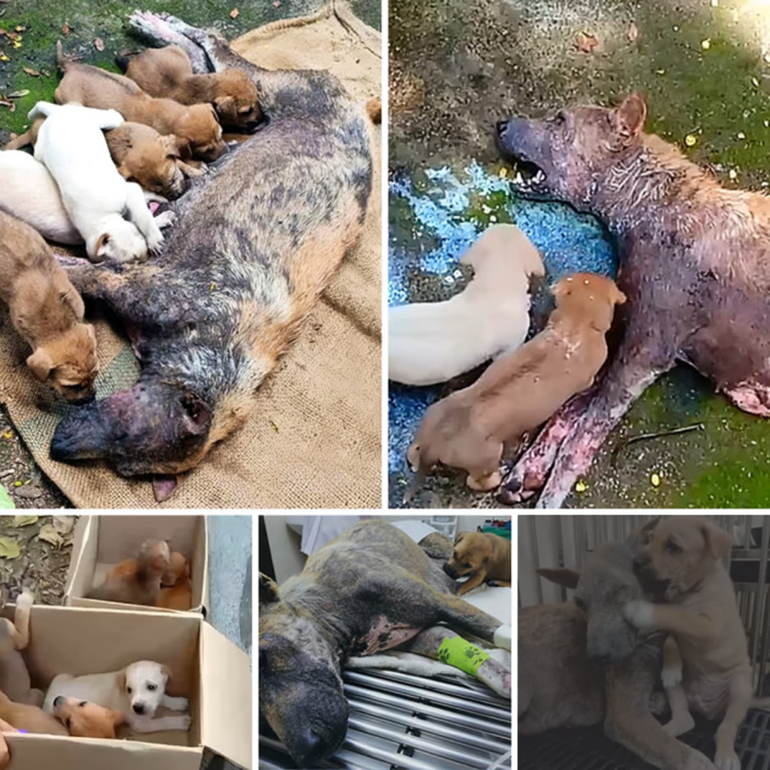 A Mother's Desperate Plea 2 A Heartrending Cry for Her Beloved Puppies