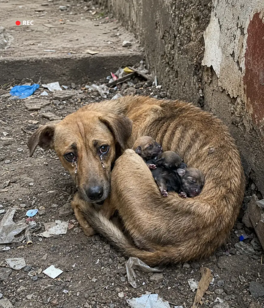 A Mother Dog’s Painful Fight to Keep Her Newborn Puppies Alive After ...