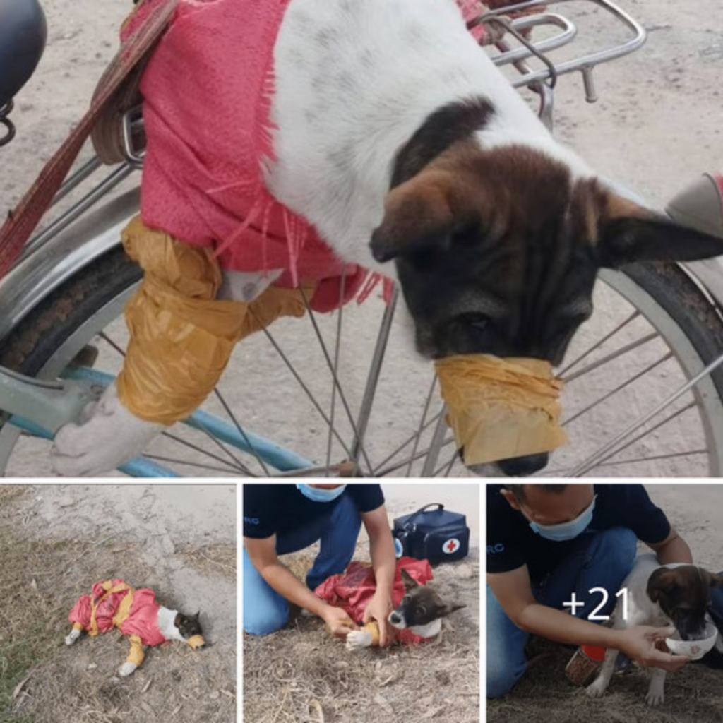 A Journey from Despair to Hope: Resilient Dog Overcomes Torture and ...