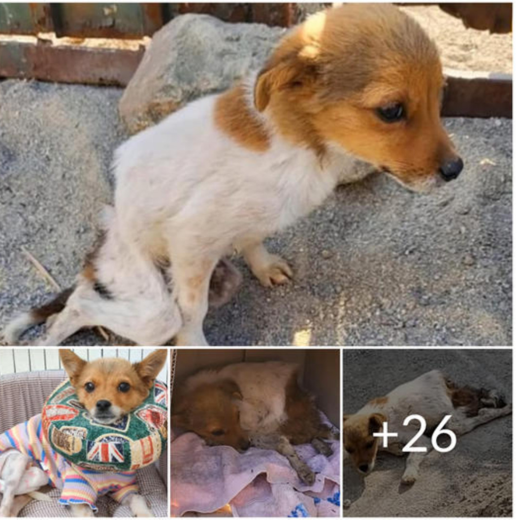 From Abandonment to Enduring Love: The Inspiring Journey of a Roadside ...