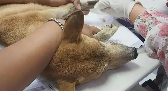 From Desperation to Rescue: A Heartrending Tale of a Helpless Dog ...