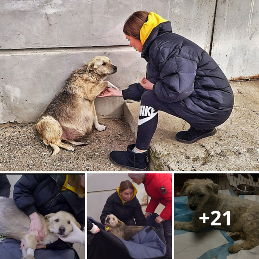 A Stranded Pregnant Dog Pleads for Help in the Cold, and a Girl's Act ...