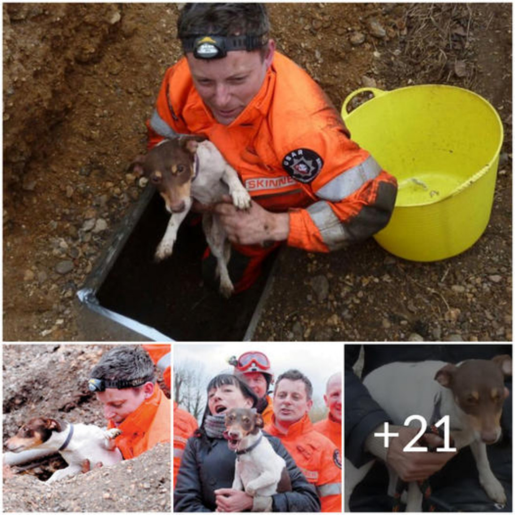 Heartwarming Rescue: Brave Citizens Save Stranded Pup Trapped in ...