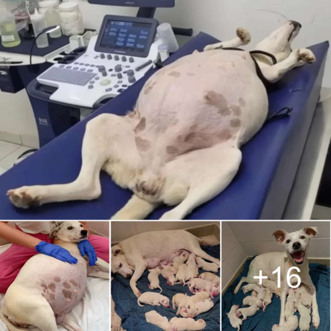 A Tale of Resilience: Abandoned Pregnant Dog Gives Birth to 14 Heart ...