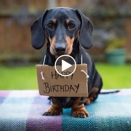 A Special Birthday Appeal: Extending Love And Wishes To A Beloved Dog 