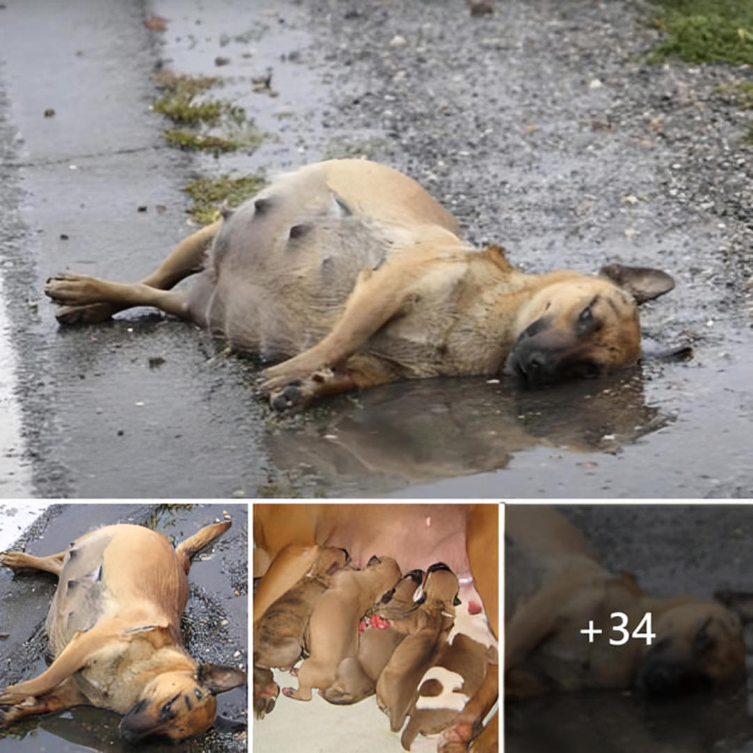 Miracle on Main Street: Inspiring Rescue of Pregnant Dog and the Fight ...