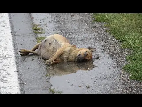 Miracle on Main Street: Inspiring Rescue of Pregnant Dog and the Fight ...