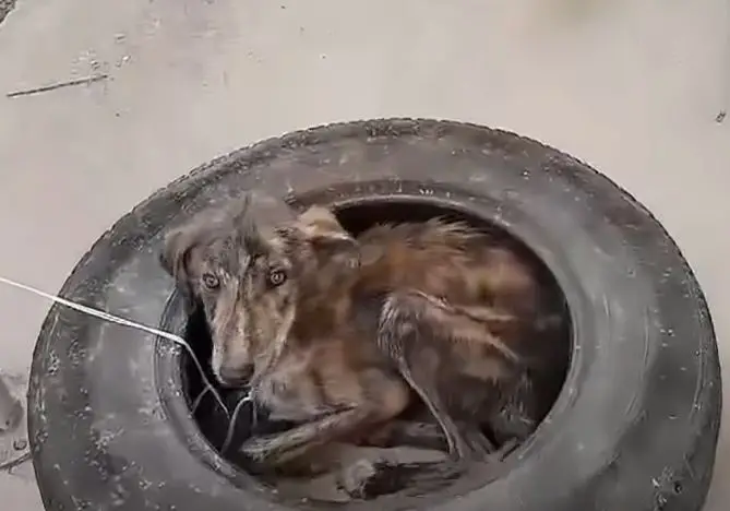 The Journey of a Rescued Dog: From Abandoned and Emaciated to Finding ...