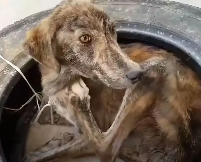 The Journey of a Rescued Dog: From Abandoned and Emaciated to Finding ...