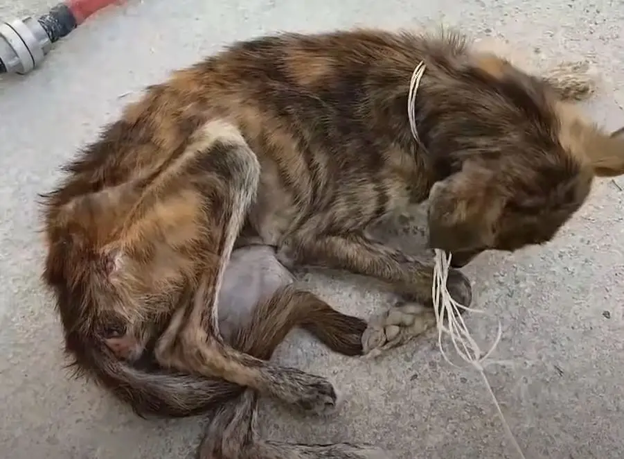 The Journey of a Rescued Dog: From Abandoned and Emaciated to Finding ...