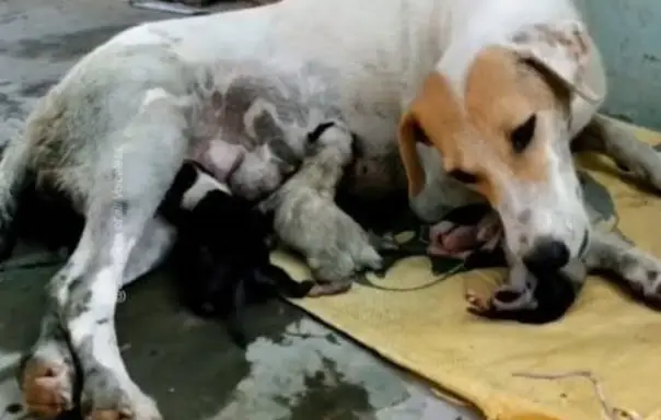 A Cry for Help: Pregnant Mother Dog Helplessly Lying on the Road ...