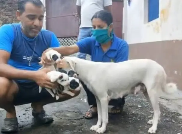 A Cry for Help: Pregnant Mother Dog Helplessly Lying on the Road ...