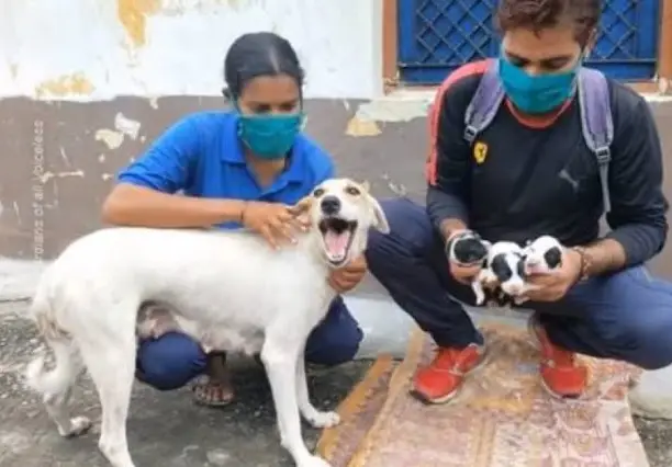 A Cry for Help: Pregnant Mother Dog Helplessly Lying on the Road ...