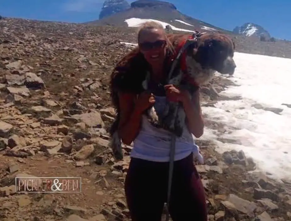 Woman's Compassionate Rescue: Saving an Injured Mountain Dog and ...